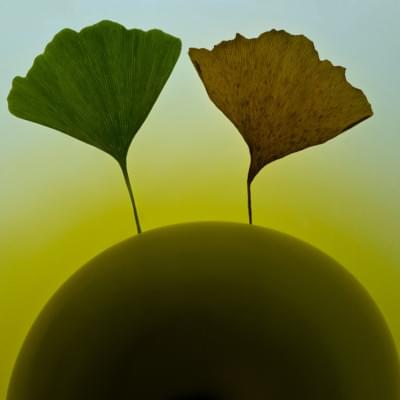 Transparences éphémères - Gingko 4 carré.jpg